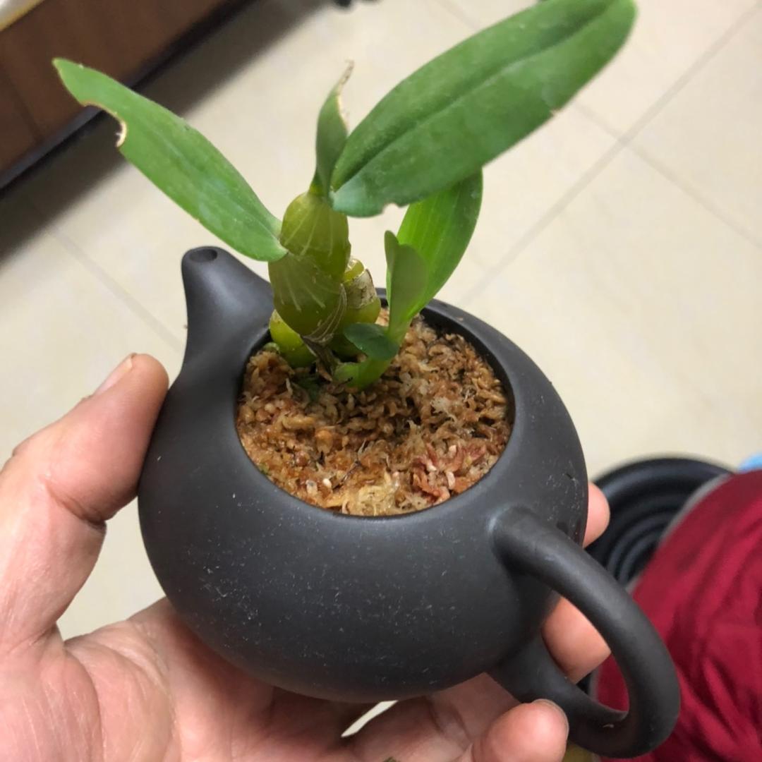 爻爻