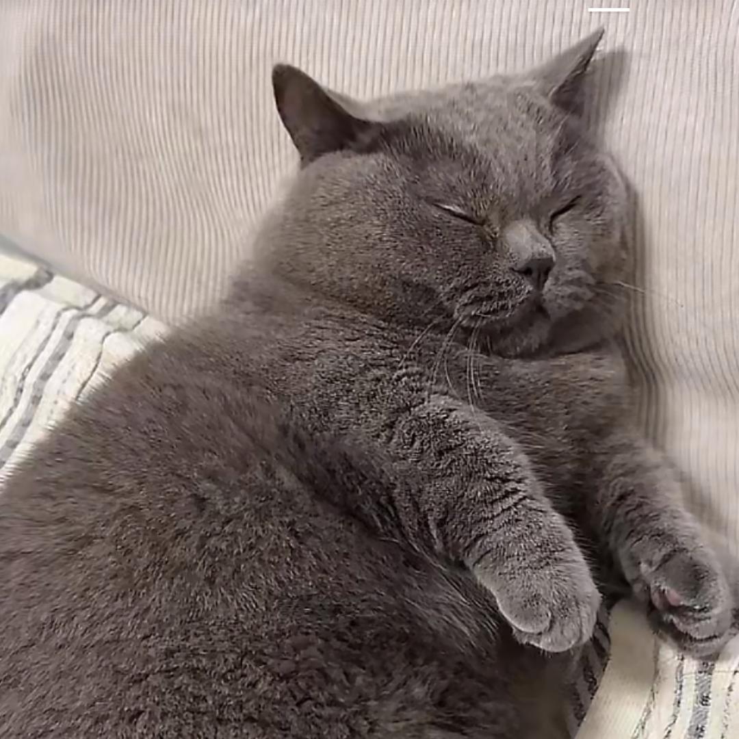 刀尼莫