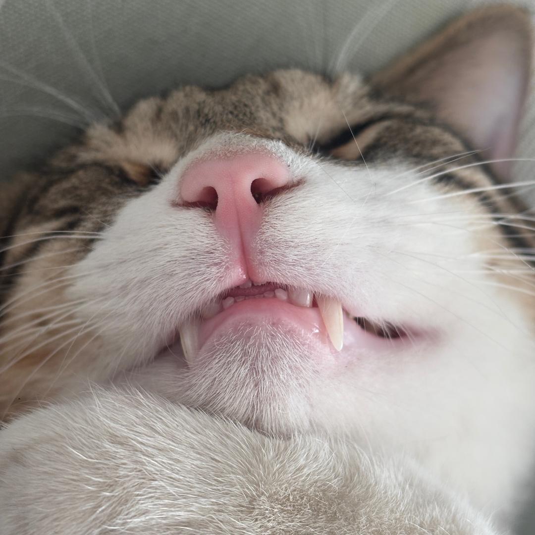 菠萝小猫