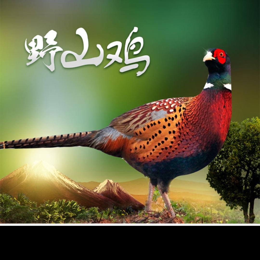 山鸡🐔户外