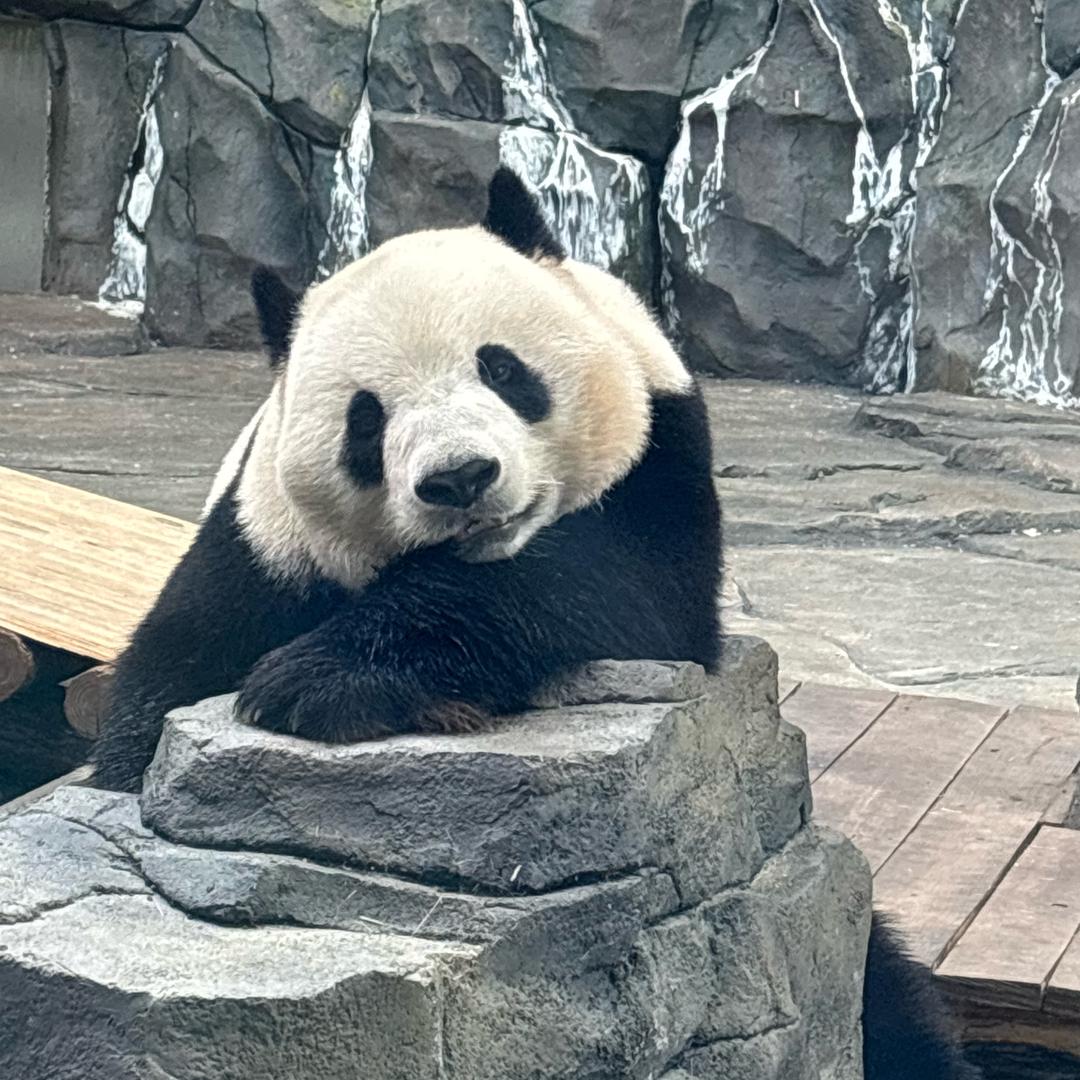 芒果留了果