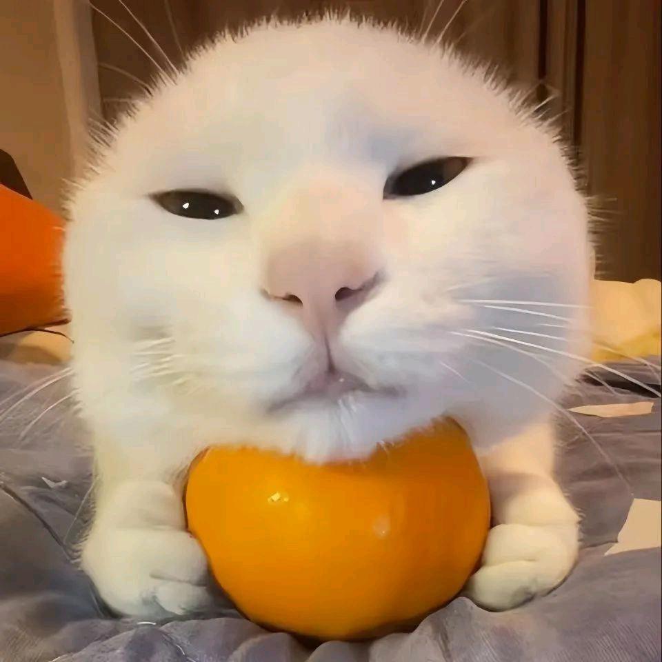 一天六个饼 ིྀ