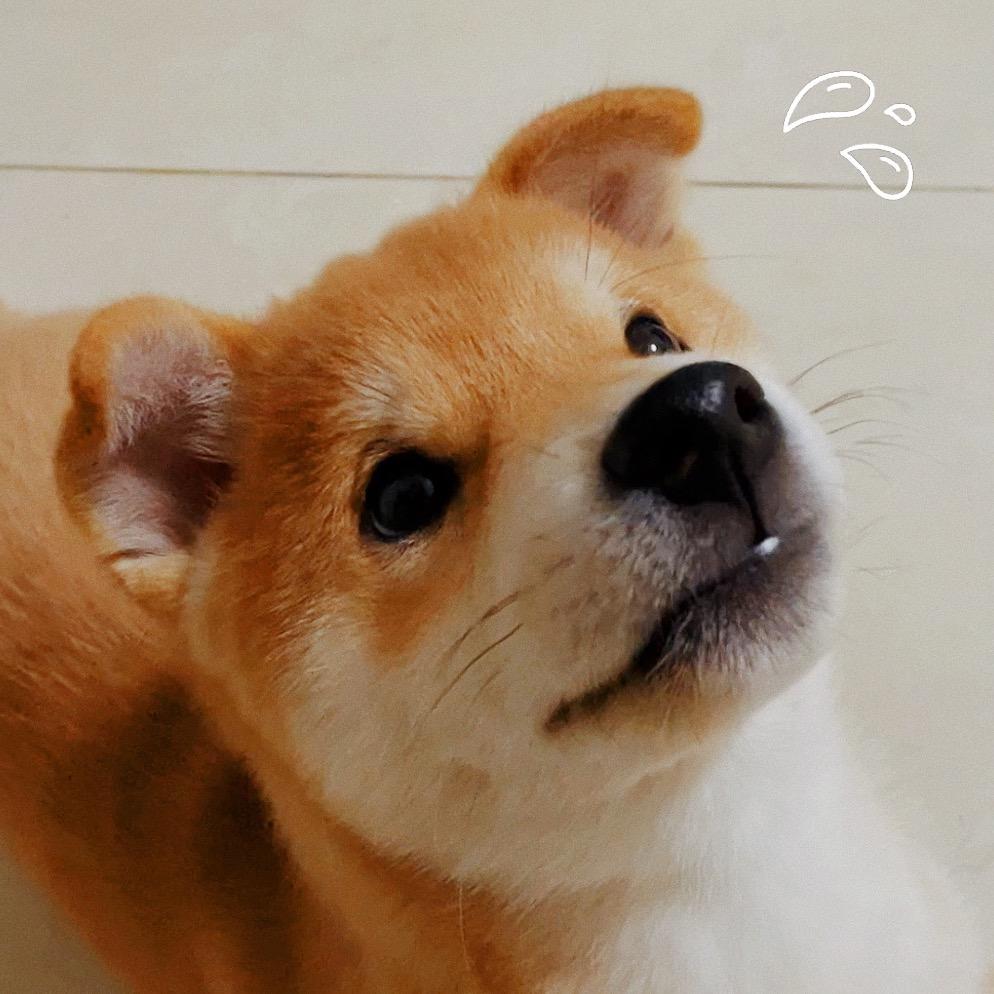 小柴狐兜兜头像