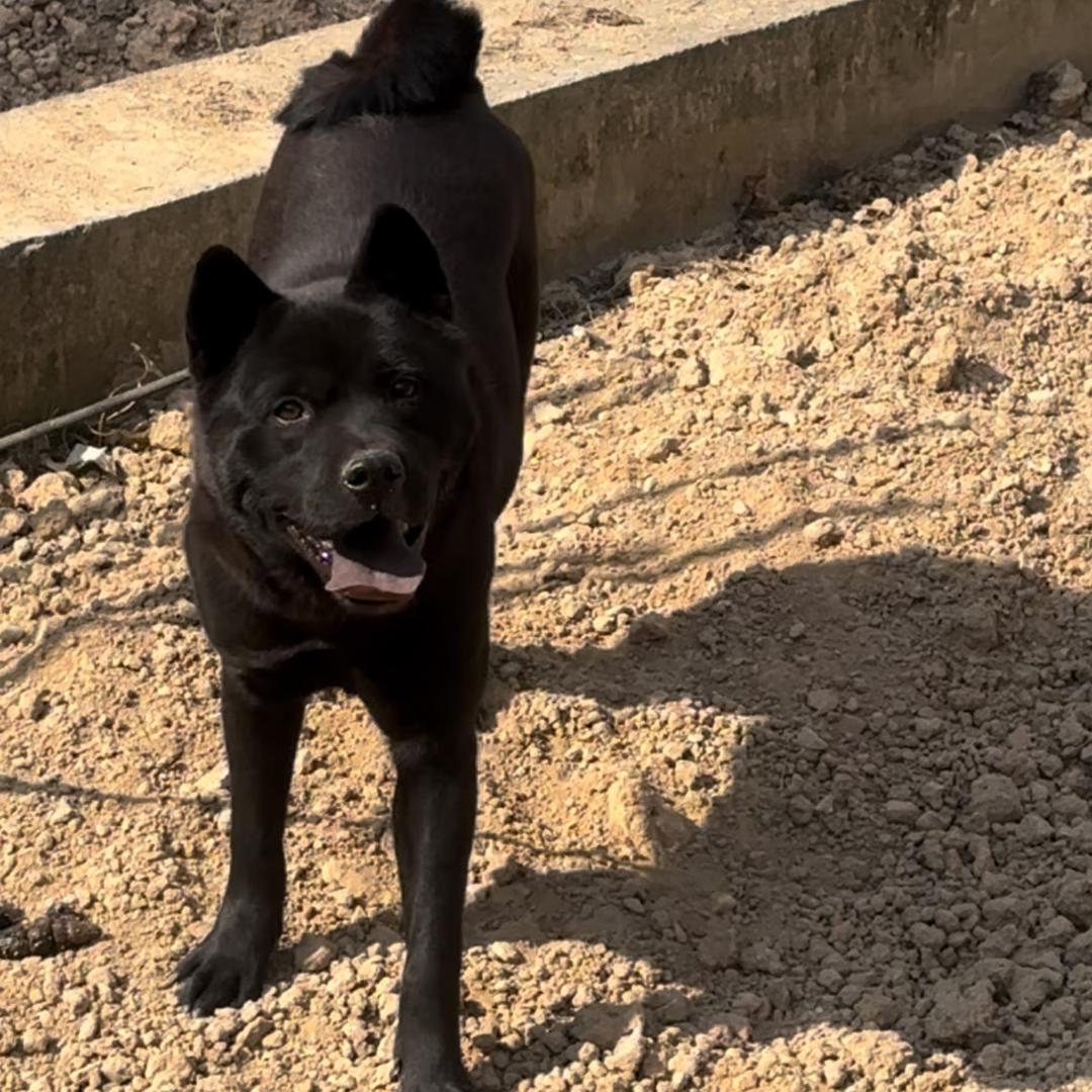 漳州平和田园犬之家