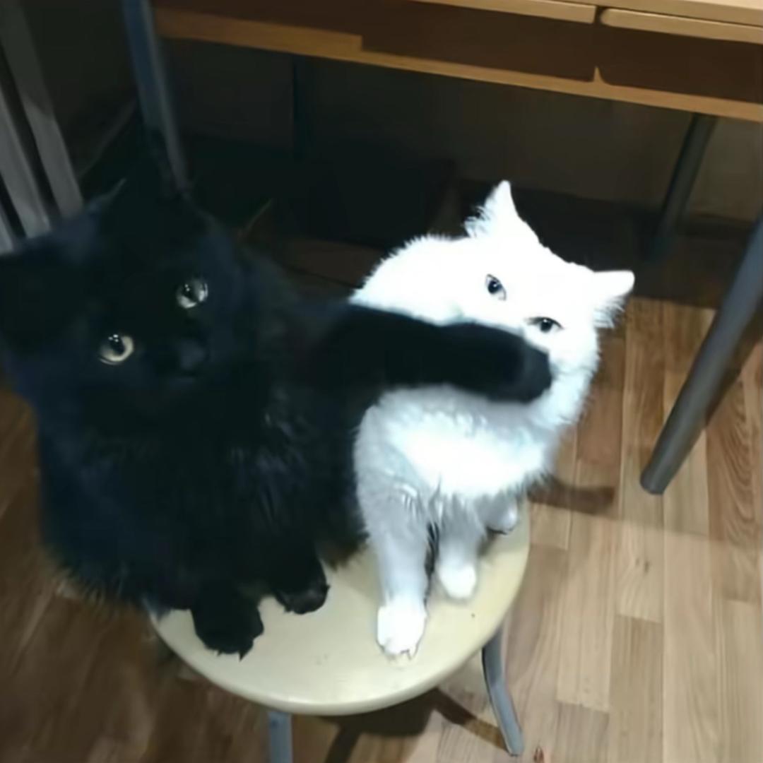 纯情少女猪刚鬣🍣