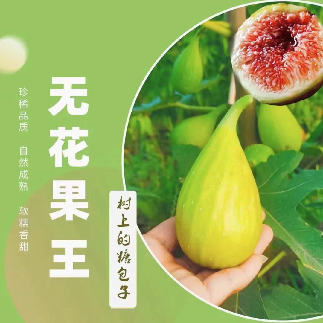 {初心}无花果