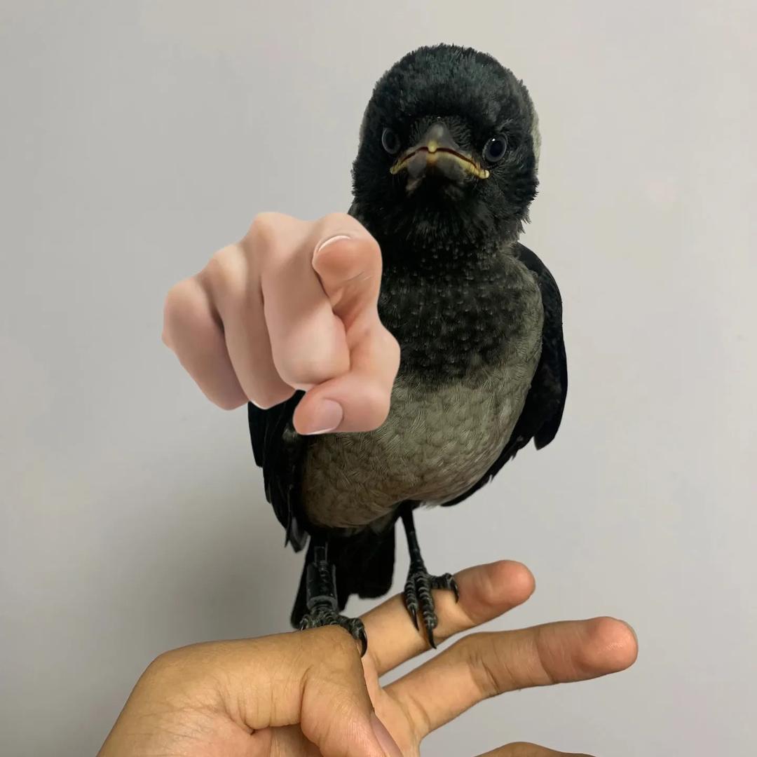 白北马胶