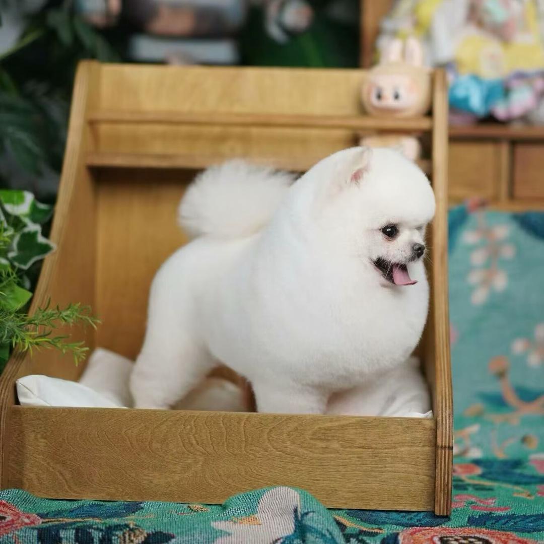 家养小型犬🐩