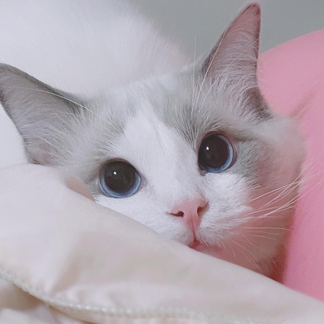 有鱼YOYU