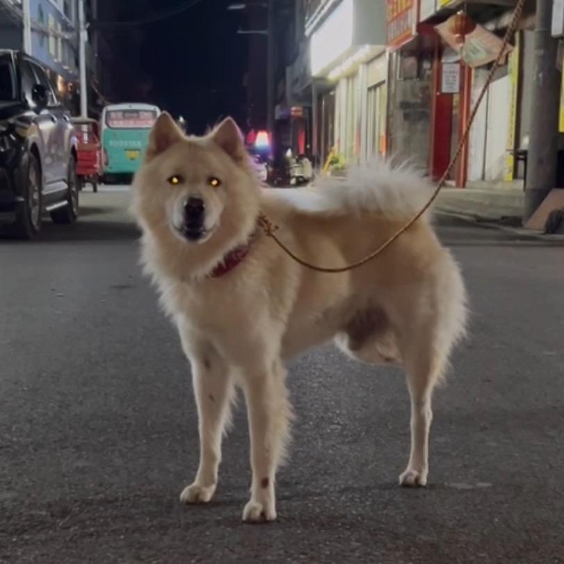 玉林小田家犬犬舍