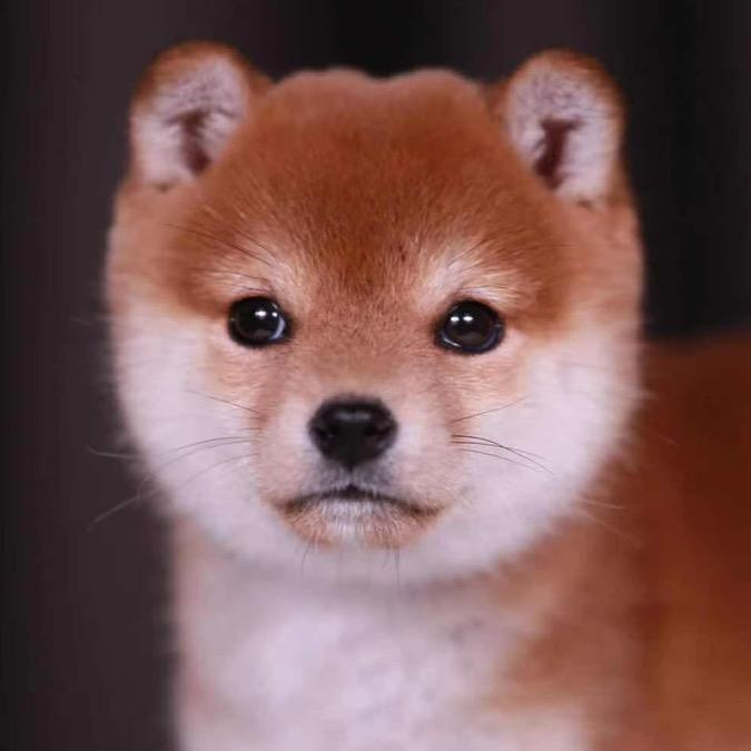 柴莓柴狄