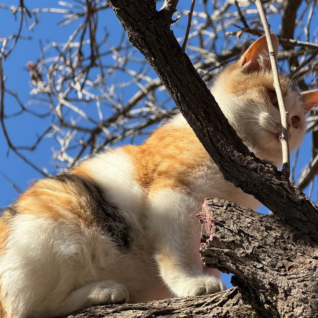 一个好运的人类