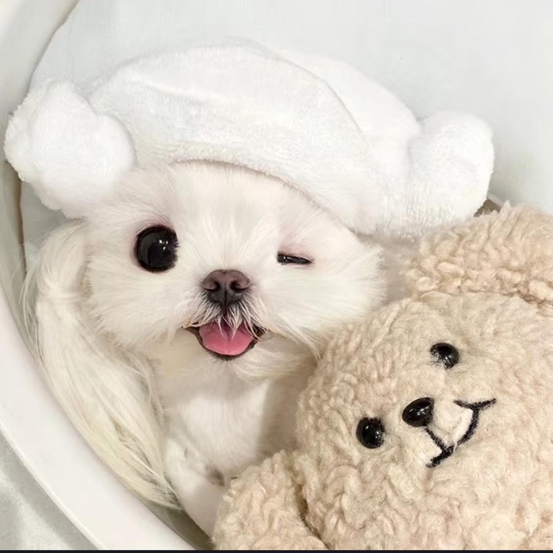 奥利奥🍪