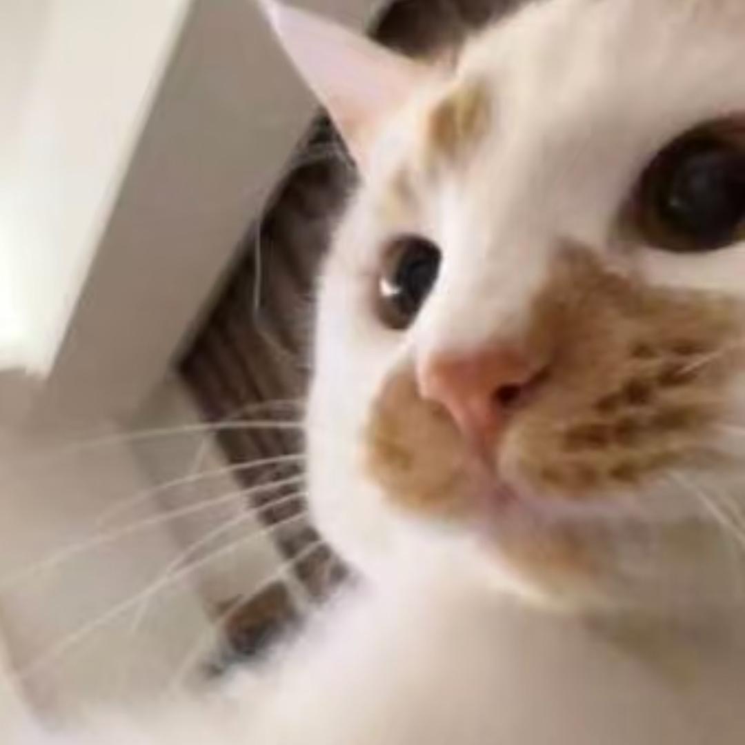 AAA.专业狗鼻子喷漆王姐（全年休息）