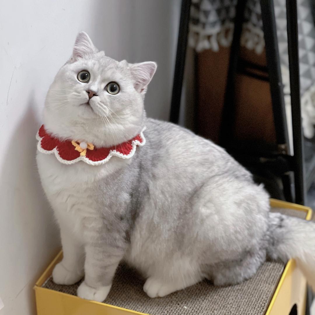 皮总是只猪
