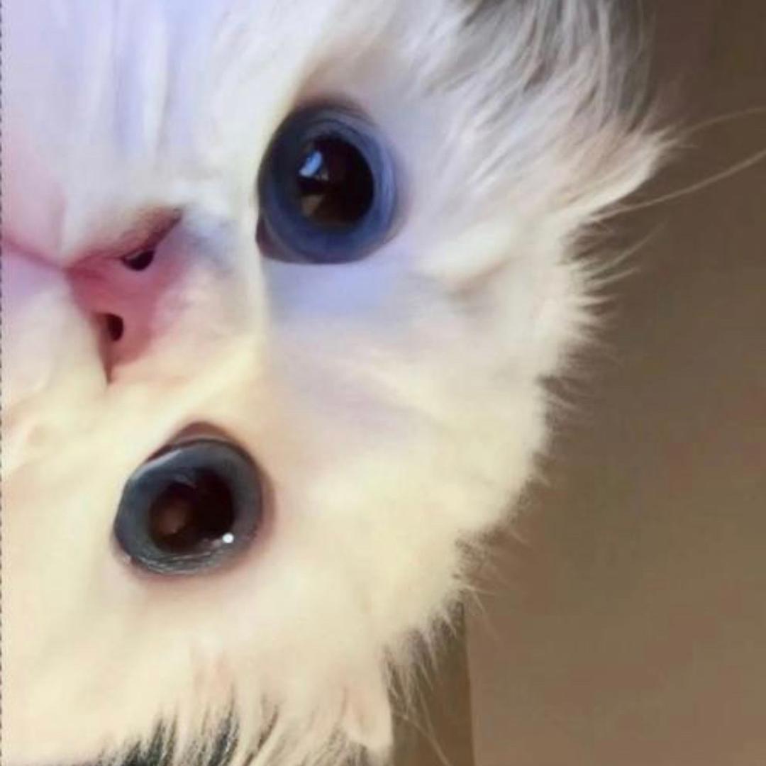 一粒豆好物种草