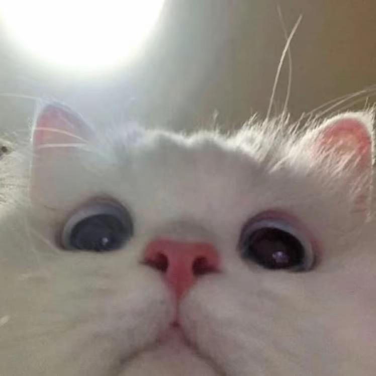 不吃羊尾油的饺子”