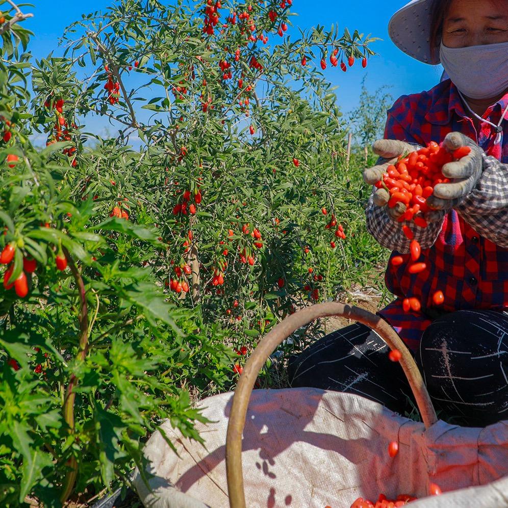 我在赛里木湖旁边种枸杞