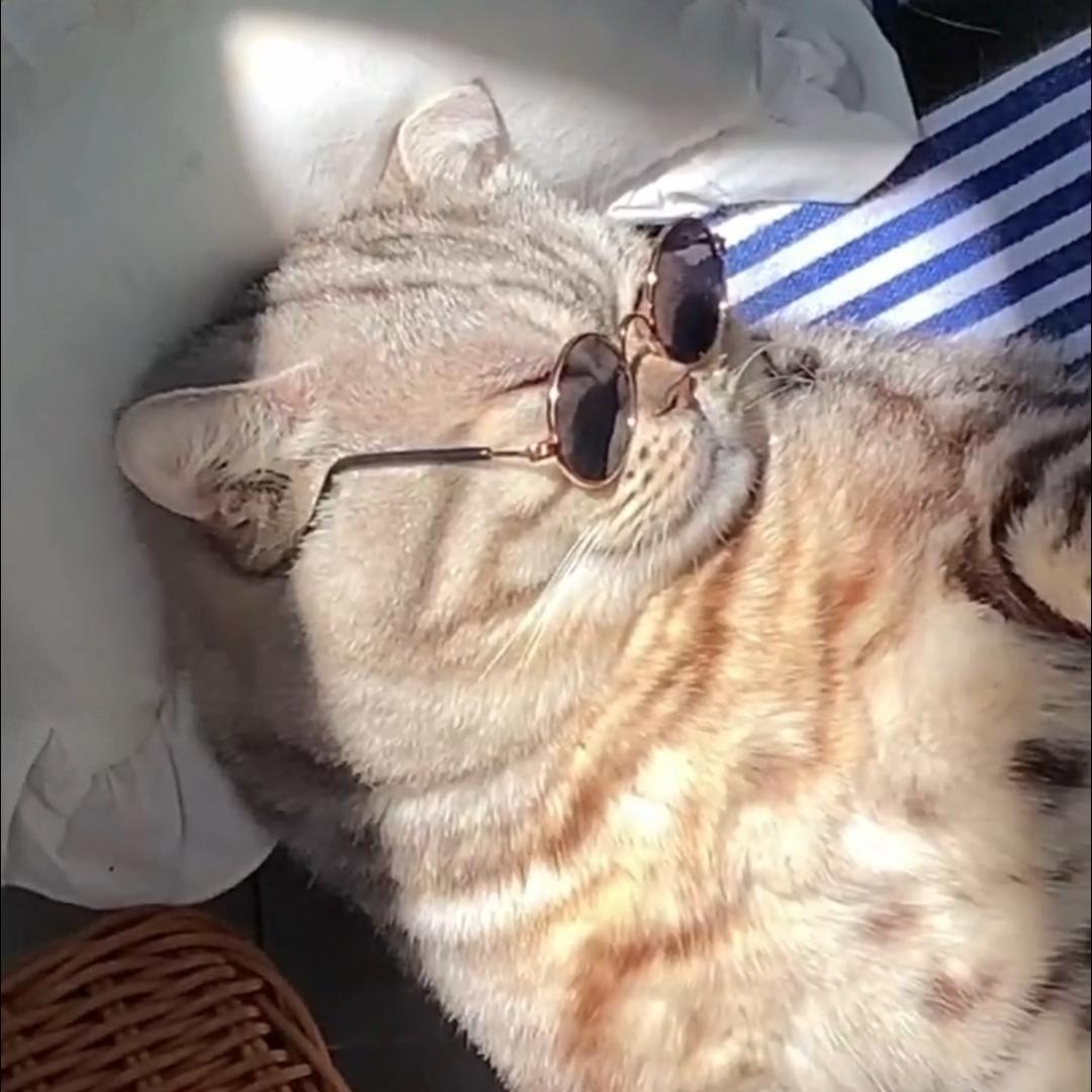 太阳下的懒猫