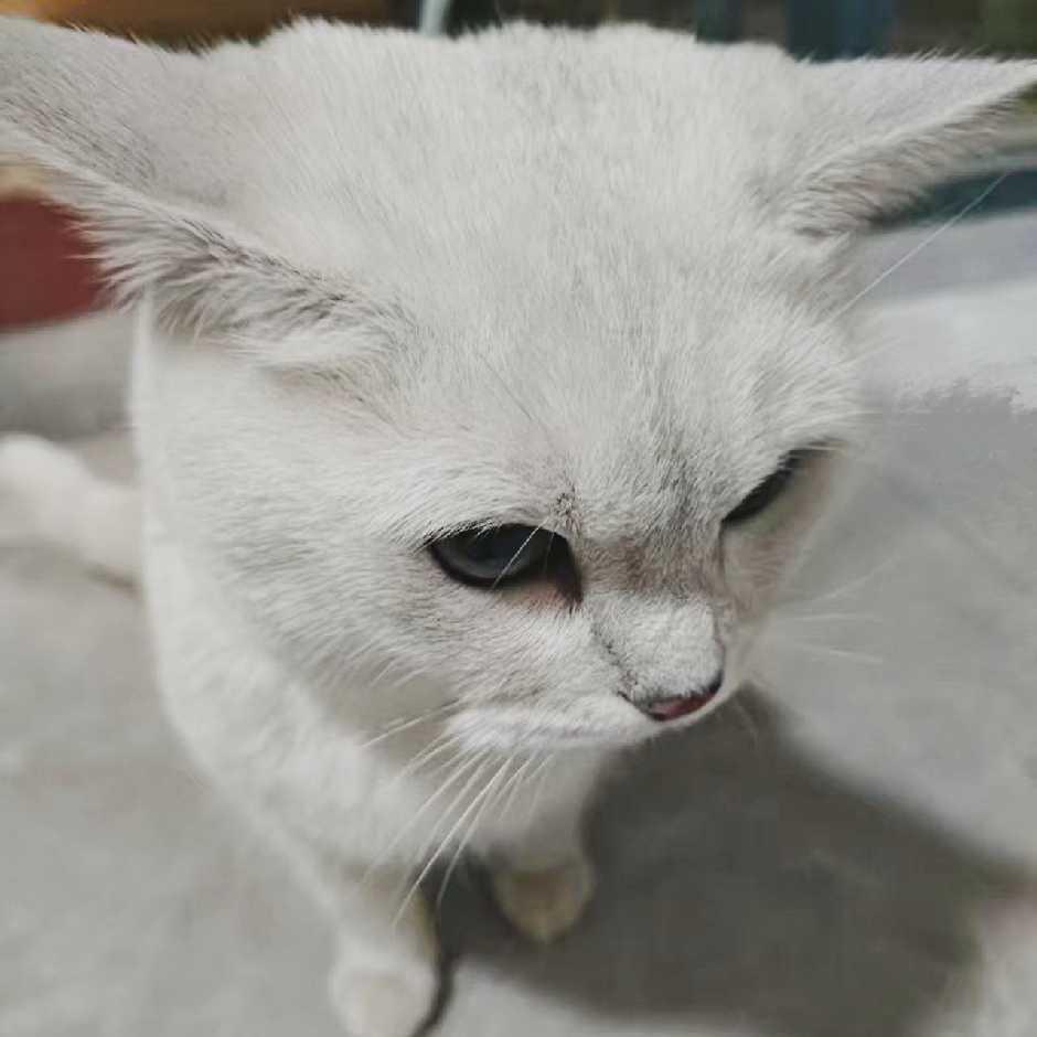 阿烟（ws 清鸾）🪹