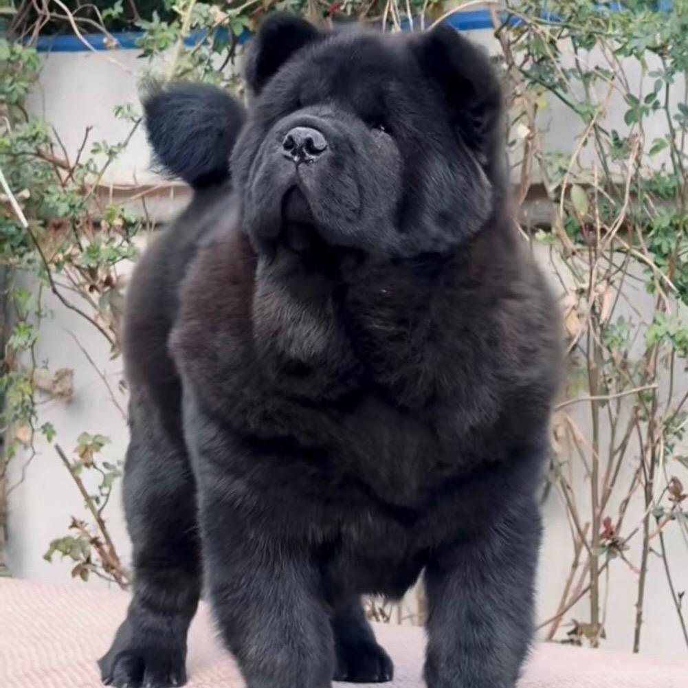 江西嘉旺松狮五黑