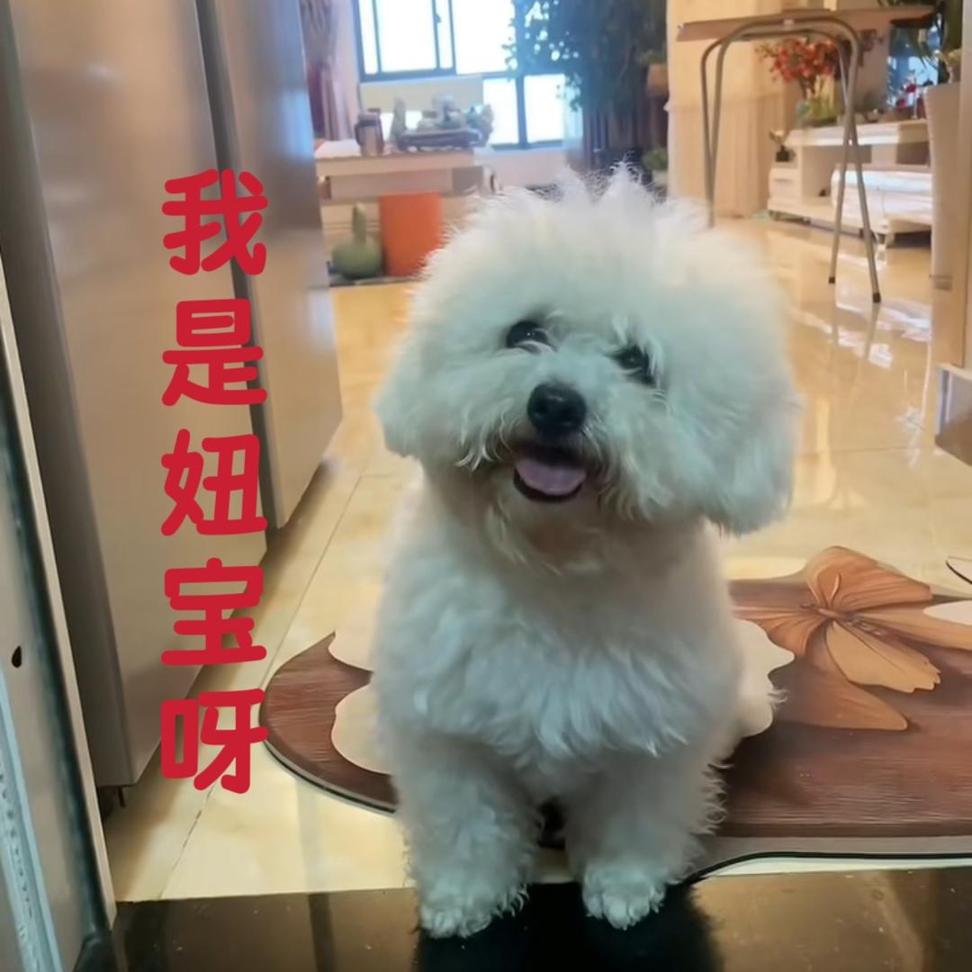 妞妹妹的铲屎官