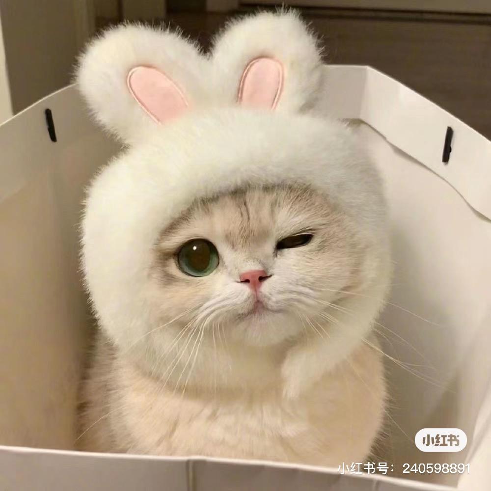 一只小肥猫🐱