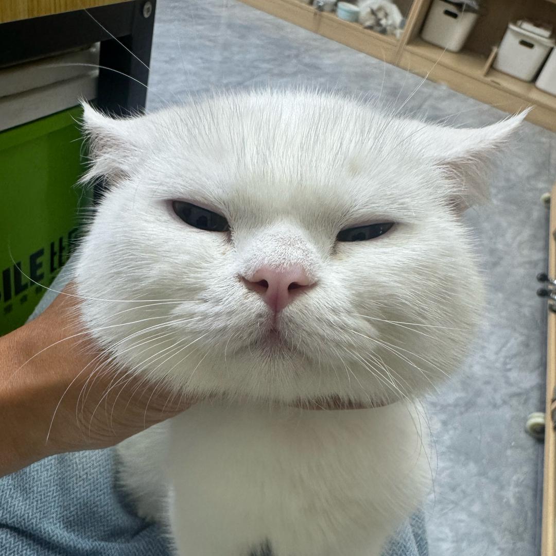 喵届彭于晏