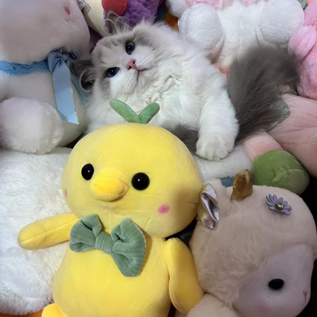 🐯以默