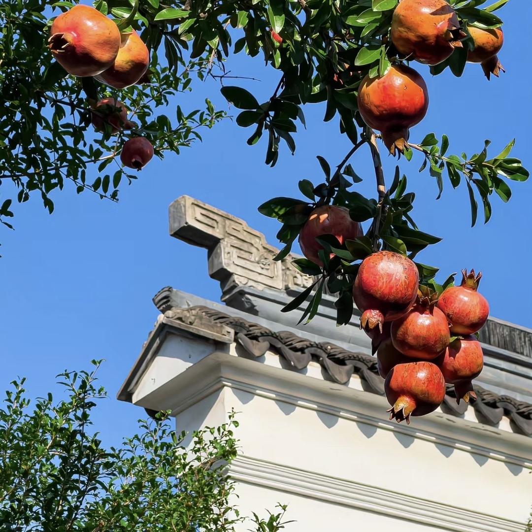 花果鲜乡