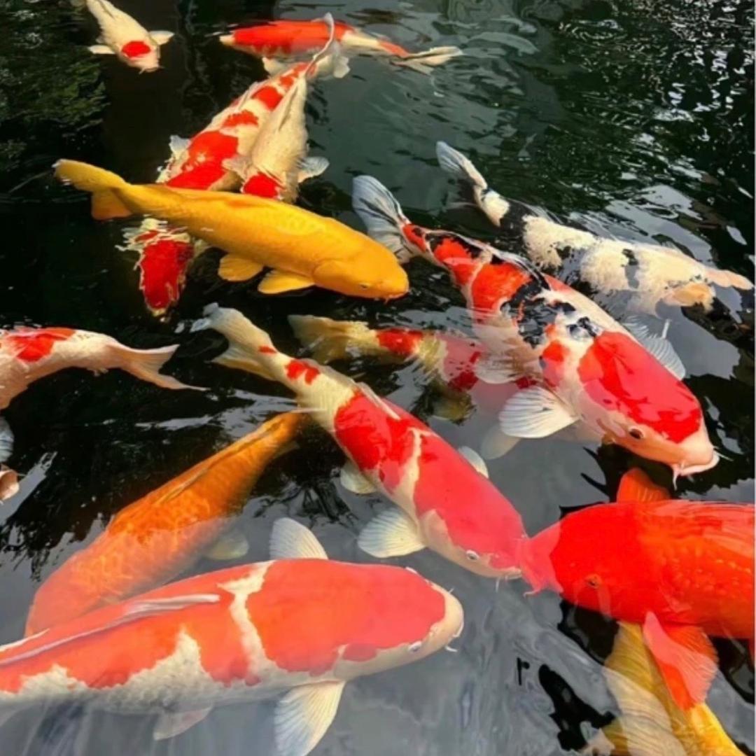 泓睿观赏鱼养殖场