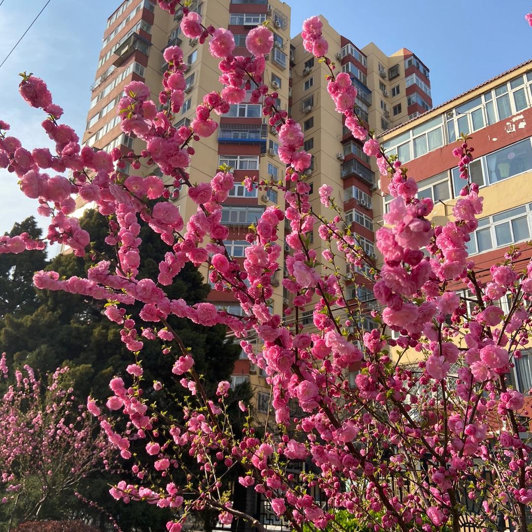 🌈  记录🌈  🌸