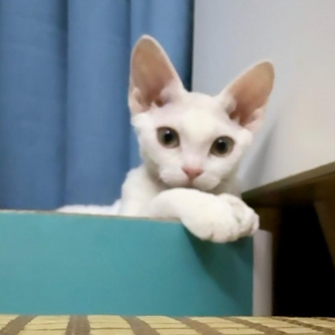 间隔年
