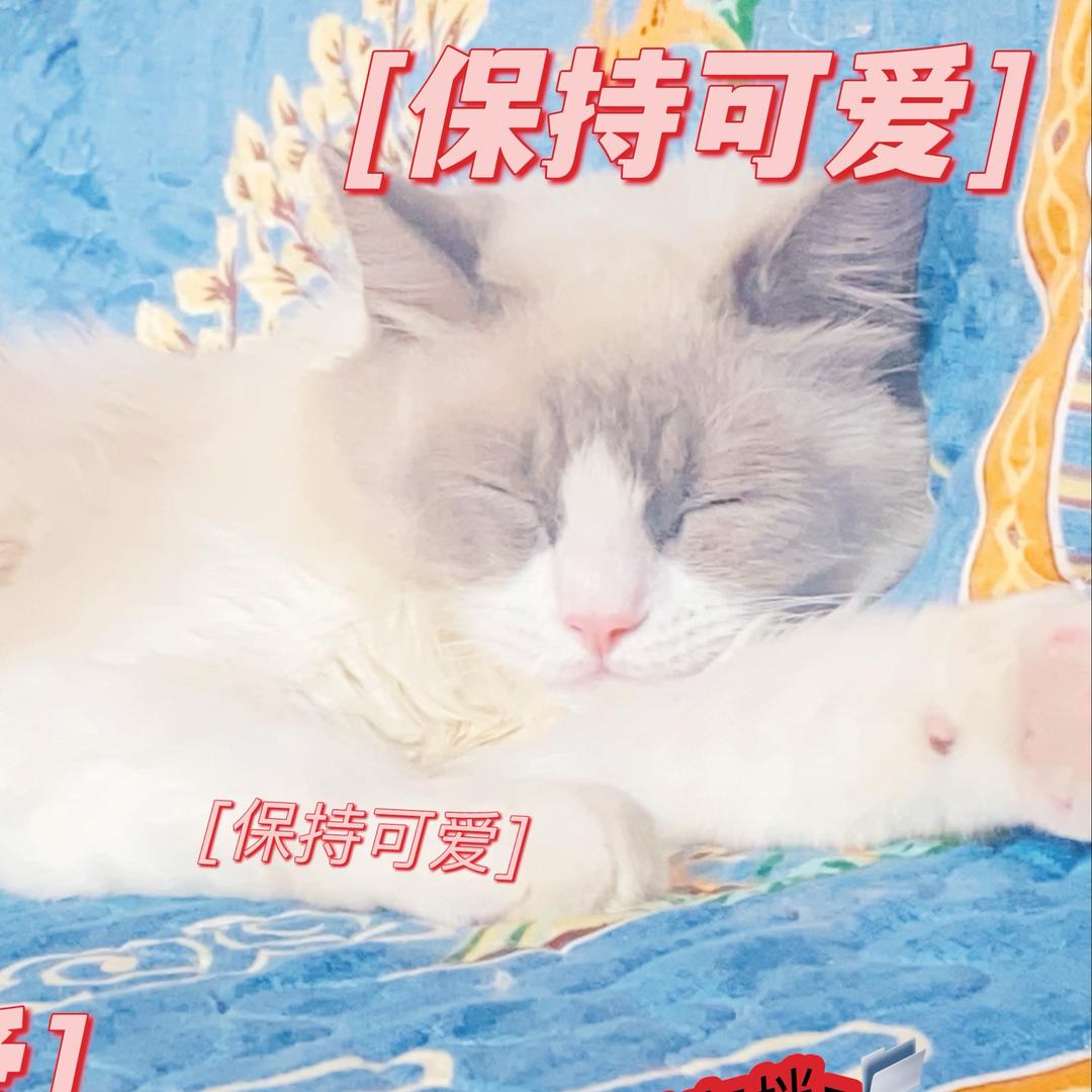 一，只可爱的布偶猫。