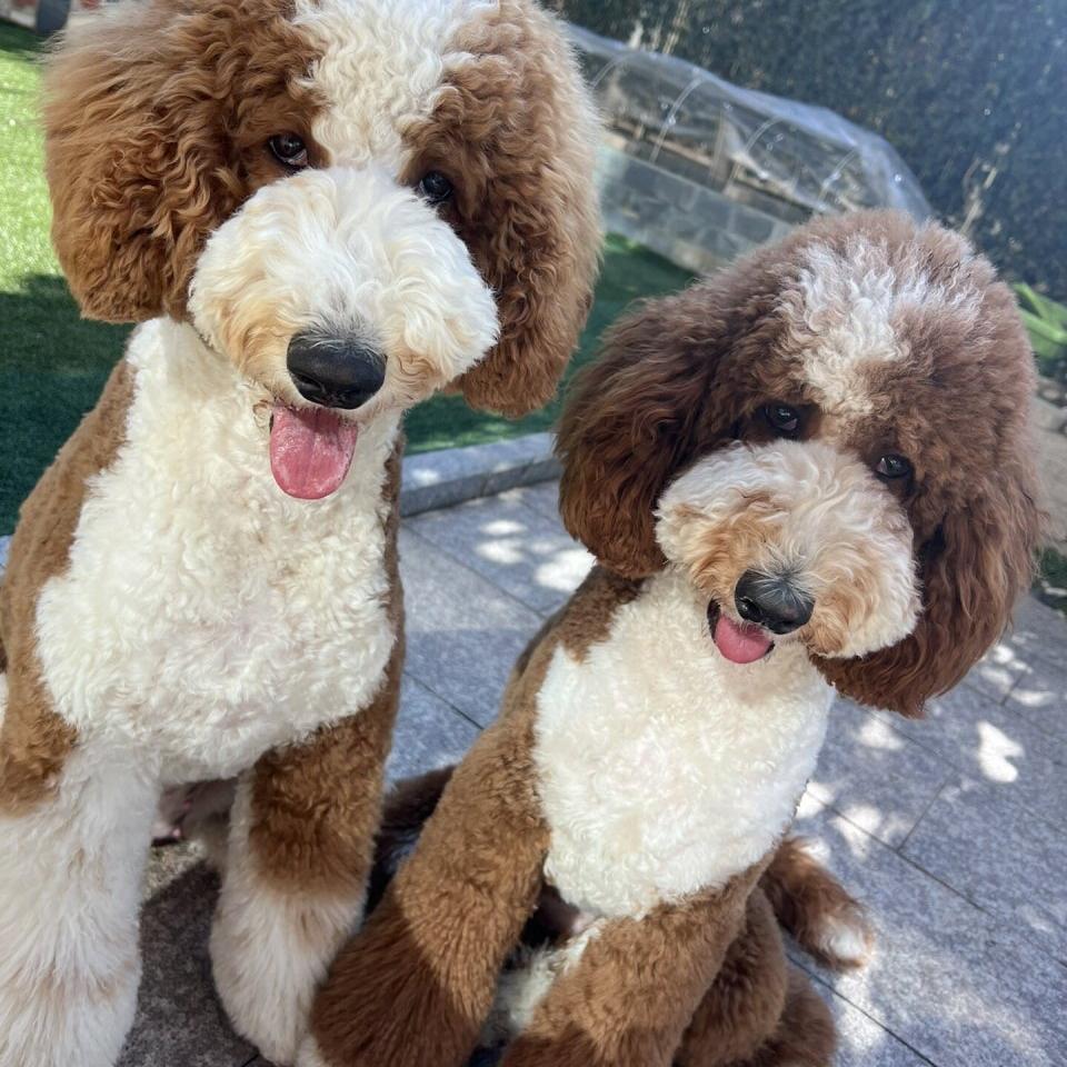 MIVM聚贵宠物专卖店巨贵呀