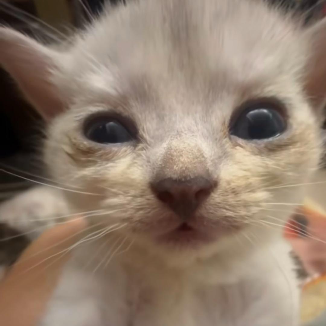 我爱吃南北绿豆