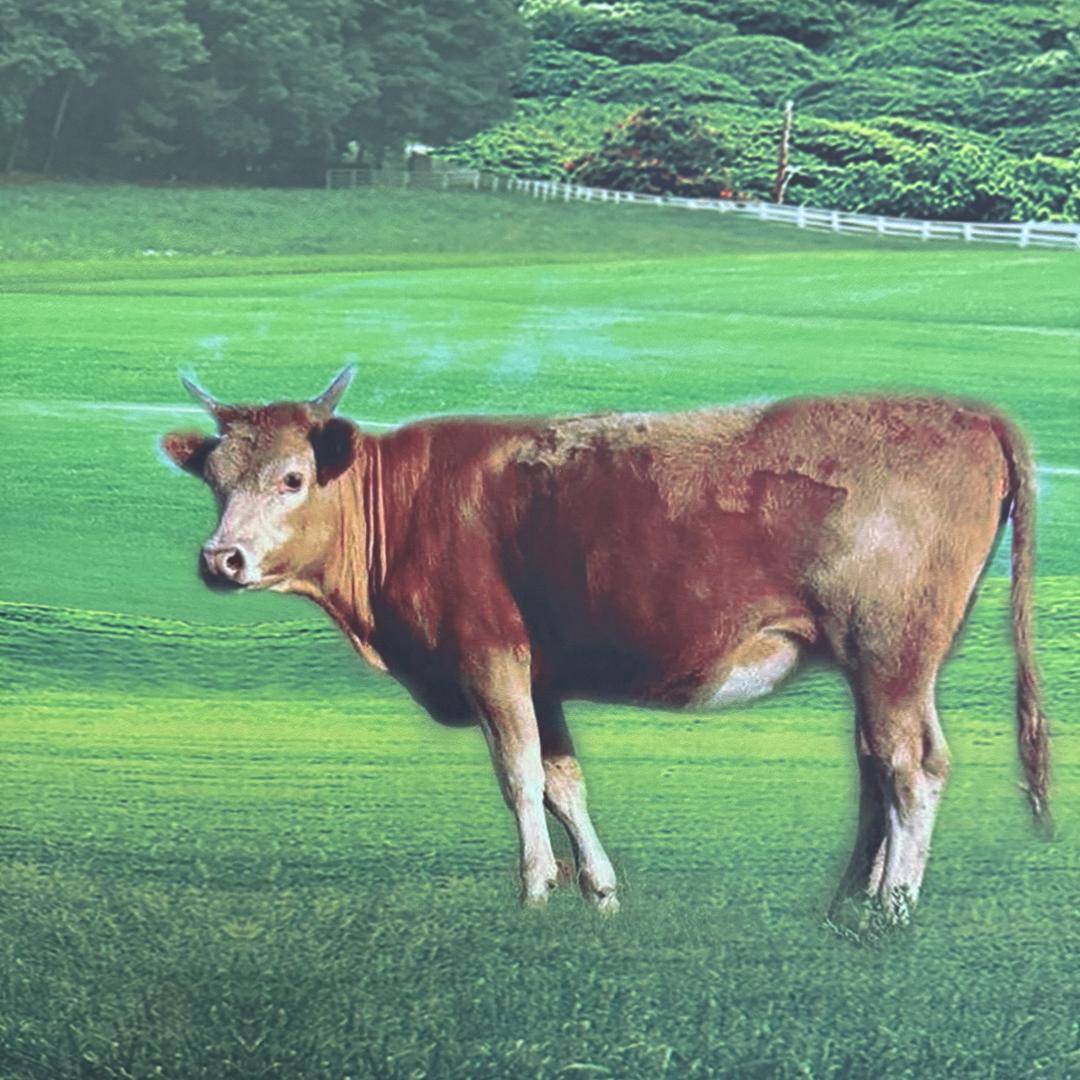 鄢陵鲜肉优品