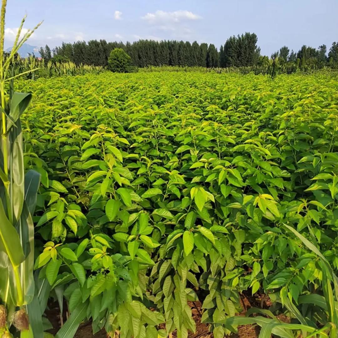 云汉园林苗木果树苗木专营店严选