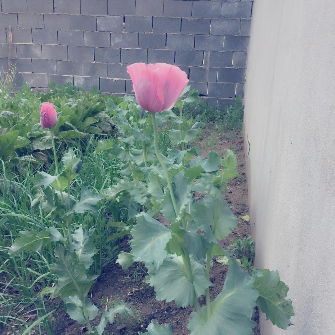 叫什么呢