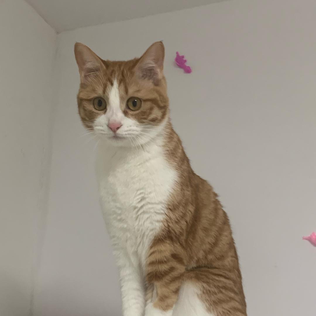 合肥猫咪找家