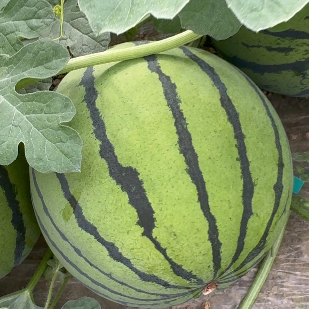 胖龙西瓜辣椒代收团队