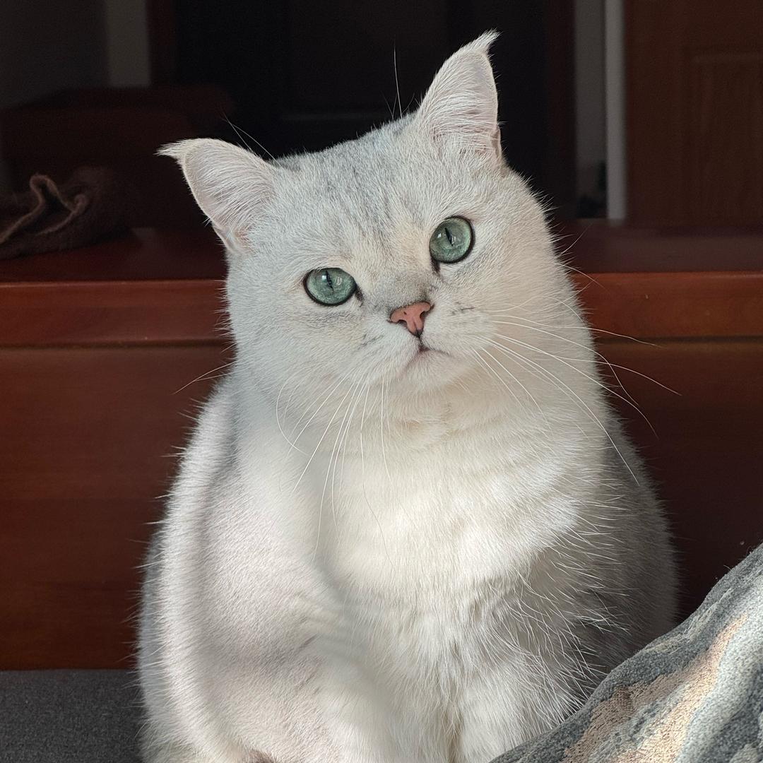 糯米团子一锅端