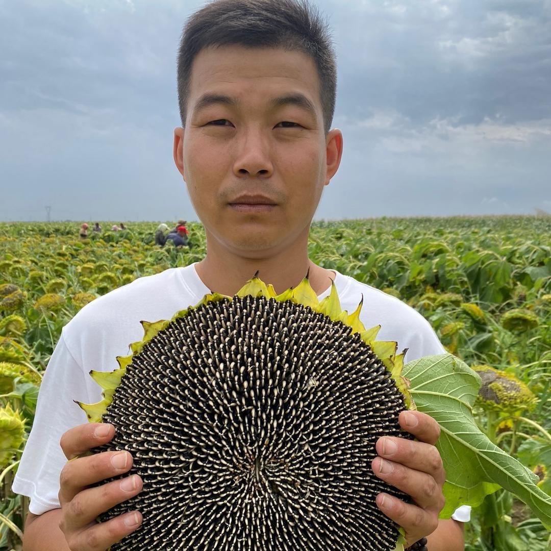 河乐青甄选内蒙古大瓜子