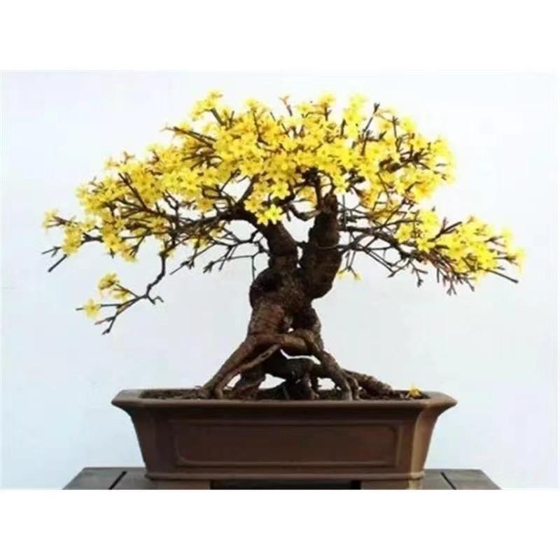 小王的盆景园