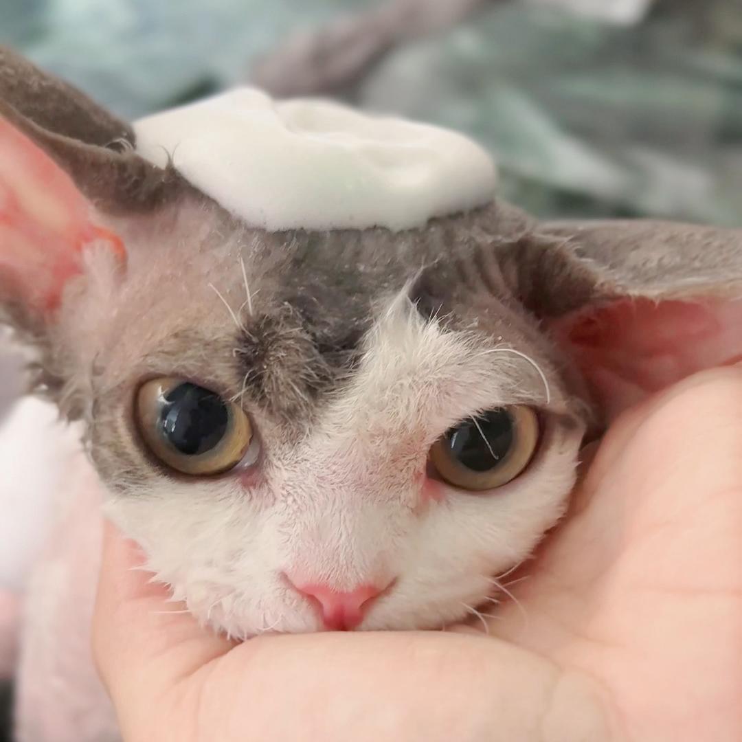 一床二猫德文猫舍