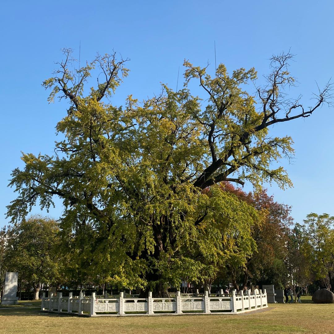 🐍好运常相伴🍎