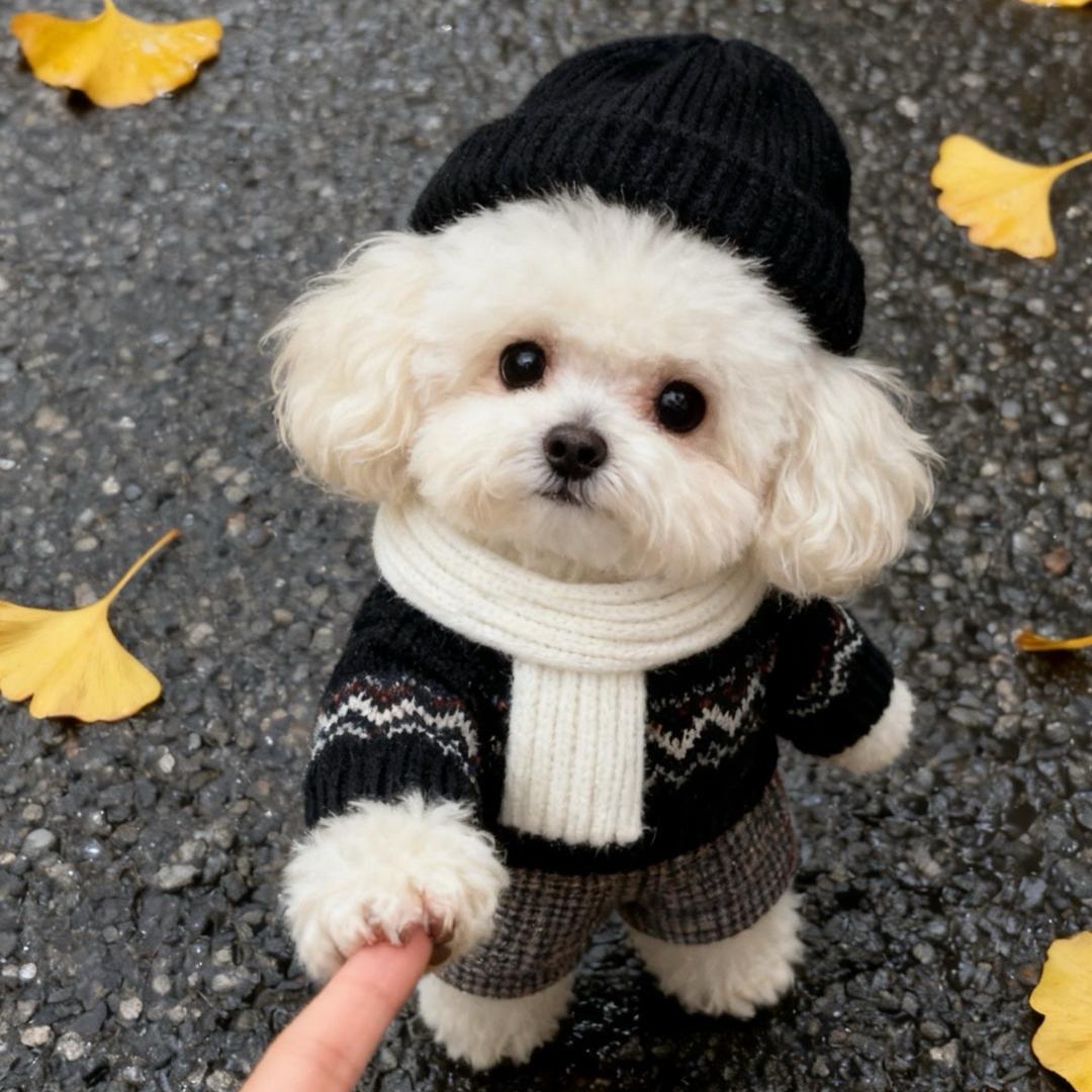 可乐是只泰迪熊🧸