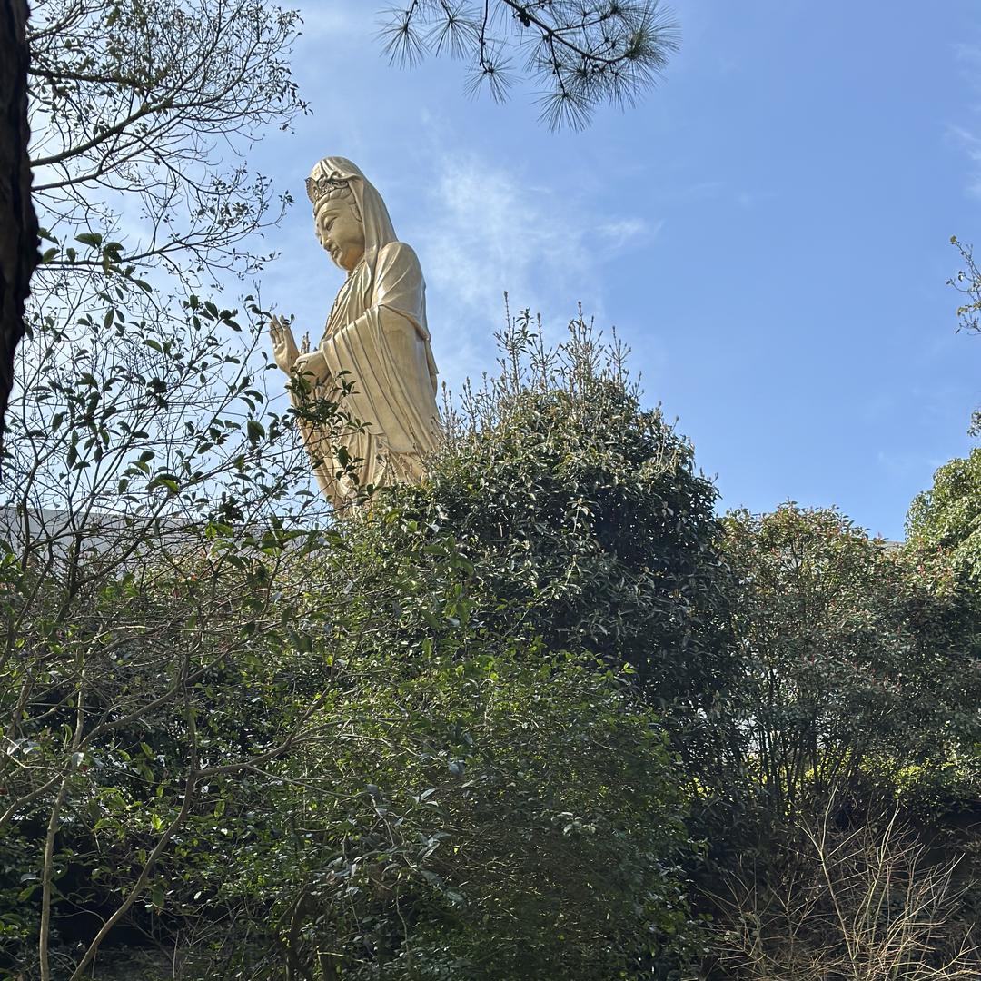 徽庆花草茶