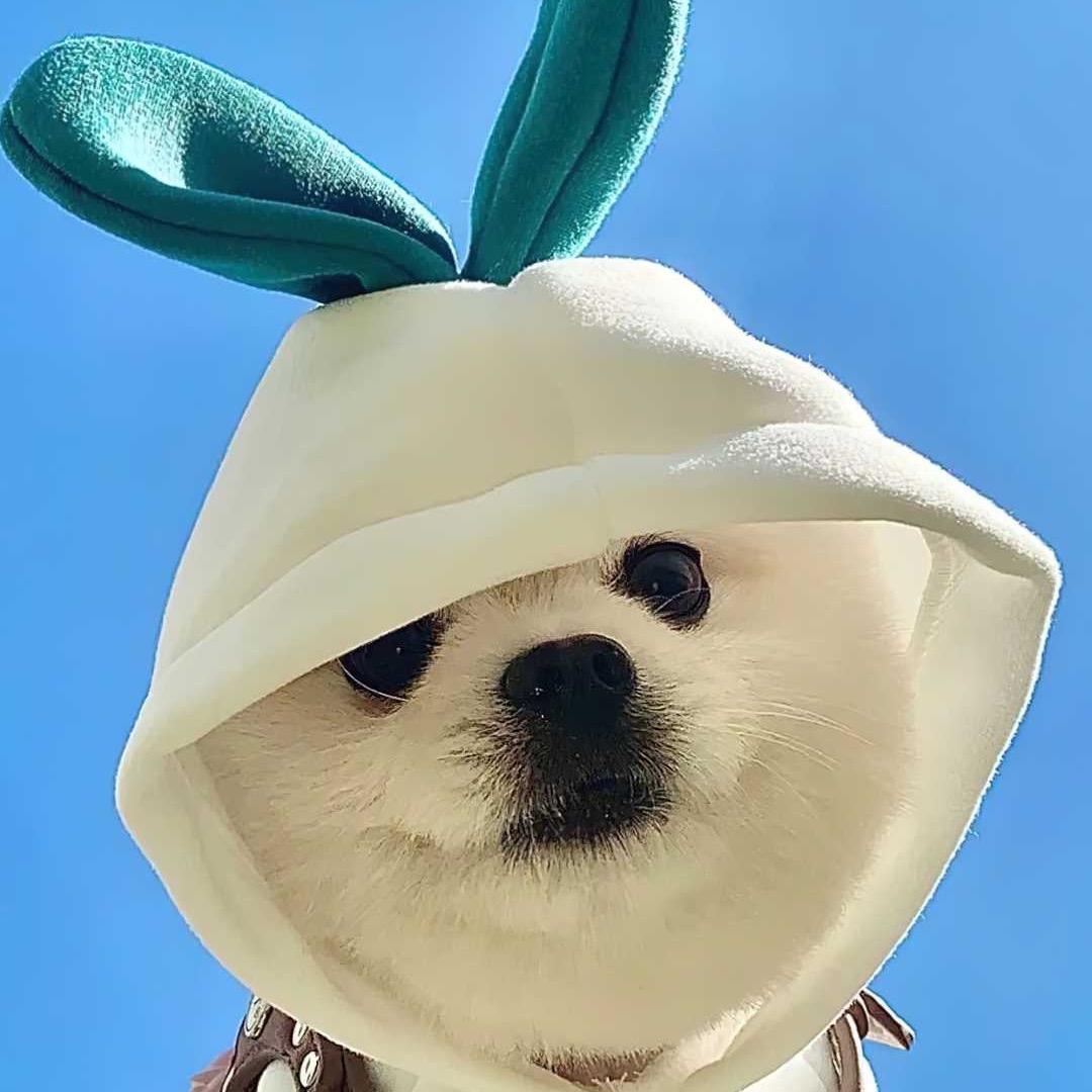 愤怒的小鸟👀