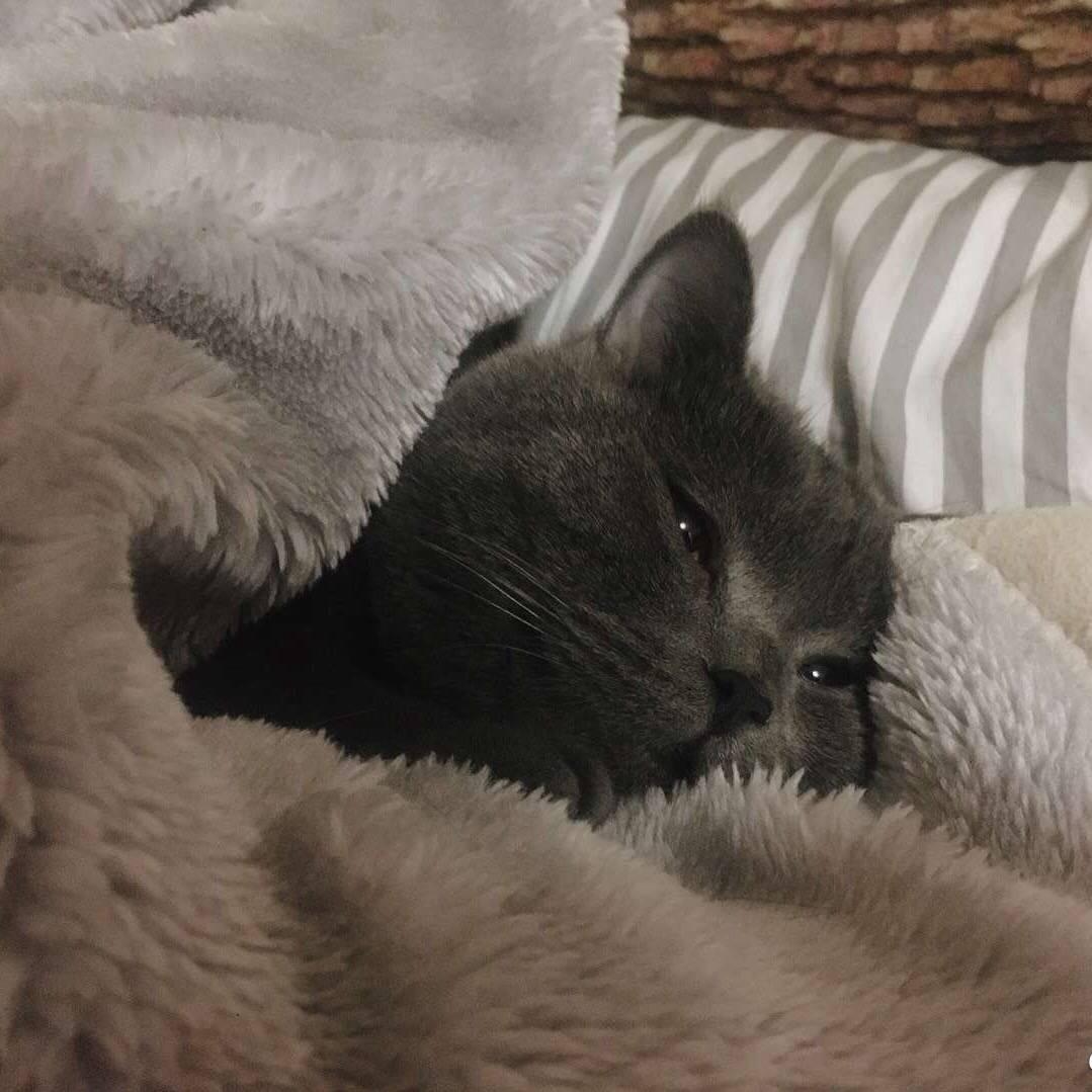 小白、
